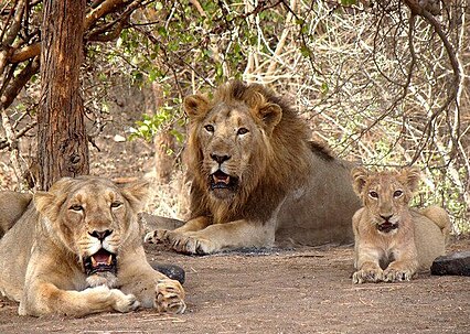 Gujarat Court criticizes railways and state forest department for not conducting a proper inquiry into the death of lions