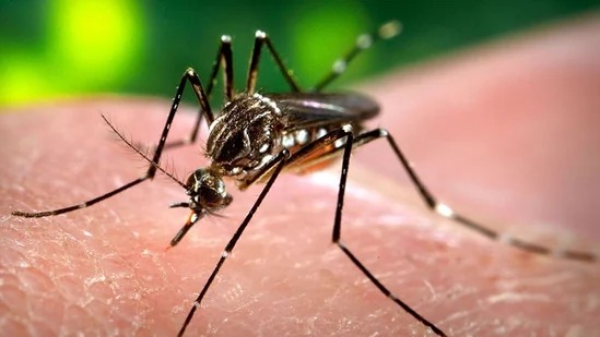 National Dengue Day 2024: Date, history, significance and all that you need to know about the day